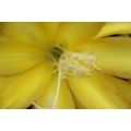 Epiphyllum hybrids package 2: 5 different yellow our choice